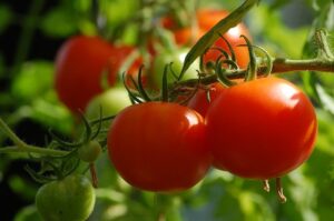 Make a vegetable garden with children