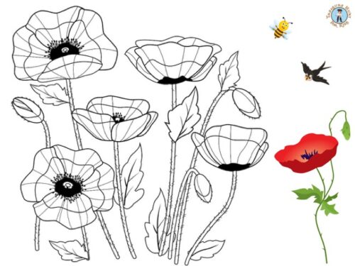 Poppy flowers coloring page