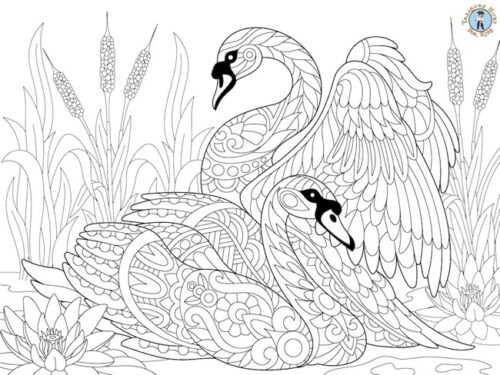 swans detailed coloring page